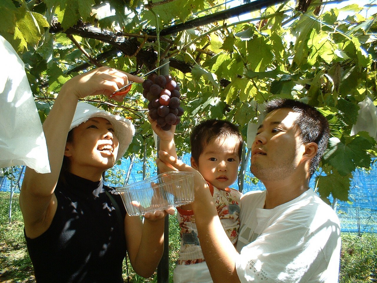 🌳 다카시마시 농업공원 마키노 픽랜드 (다카시마시 노교코엔 마키노 픽쿠란도) 이미지 4